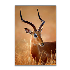 Realistic Impala Male Wildlife Wall Art
